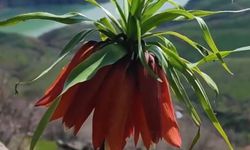 Bingöl dağlarının 'Hüzün çiçeği' ters laleler yüzünü gösterdi