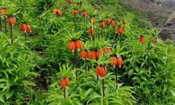 Baharın kısa ömürlü misafiri doğanın dengesini koruyor