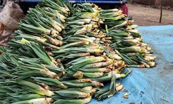 Diyarbakır tezgahlarında baharın habercisi: Çiriş otu satışta