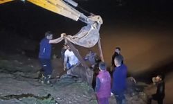 Dicle Nehri'ne düşen inek iş makinesiyle kurtarıldı