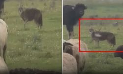 Diyarbakır'da çakal sürüye yaklaştı, çobanı görünce kaçtı