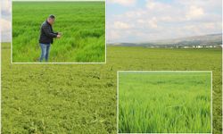 Doğan: Buğday, arpa ve mercimekte yüksek rekolte bekliyoruz