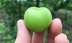 Baharın ilk eriği tezgâhta: Fiyatı dudak uçuklattı