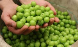 Baharın simgesi lüks oldu: Cep yakıyor!