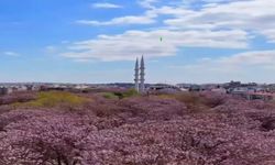 Gaziantep'te bahar: Pavlonyalar renk cümbüşü oluşturdu