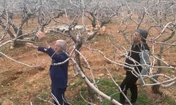 Gaziantep’te fıstık üreticisinin yüzü yağışlarla güldü