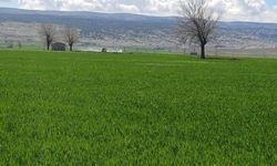 Gaziantep’te hububat tarlaları için sarı pas alarmı