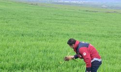 Hububat üreticilerine çağrı: Hastalık riski artıyor