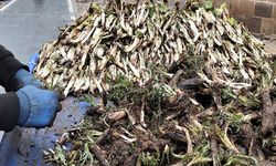 Diyarbakır'ın bahar lezzeti kengerin fiyatı şoke etti