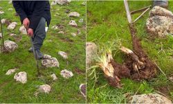 Karacadağ'ın dağlarından sofralara: Kereng