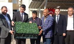 Kilis'te üreticilere fide ve şal desteği