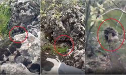 Diyarbakır'da "canavar" sanıldı, gerçeği görenler hayrete düştü