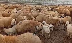 Kış mevsiminin çetin geçmesi hayvan üreticilerini zorluyor