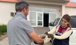 Diyarbakır'da yaralı bulunan şahin tedavi altına alındı