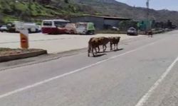 Batman'da yola çıkan hayvanlar sürücülere zor anlar yaşatıyor
