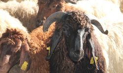 Kurban hazırlıklarını hızlandıran Umut Kervanı'ndan vekalet çağrısı