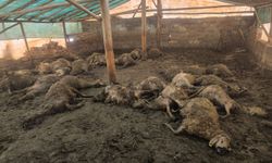 Kurdun girdiği ağılda 40 koyun telef oldu