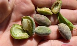 Malatya'da dolu kayısıyı vurdu, hasar tespiti başlayacak