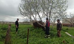 Mardin'de kuyuya düşen ineği itfaiye kurtardı
