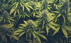 MİT ve Suriye narkotik birimlerinden ortak operasyon