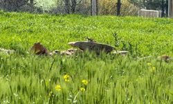 Nesli tehlike altında olan kızıl sincap Diyarbakır'da görüntülendi