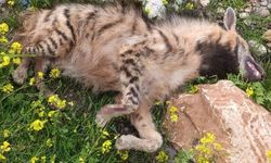 Şanlıurfa'da aracın çarptığı sırtlan telef oldu