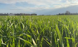 Şanlıurfa’da yağışlar bereket getirdi