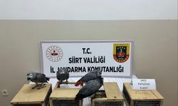 Siirt’te kaçak papağan operasyonu: 8 jako ele geçirildi