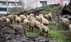 Siverek’te sağanak sonrası derede mahsur kalan çoban ve sürüsü kurtarıldı