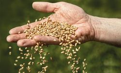 Siyonist işgal rejiminden tohum alınıyor mu?