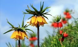 Cezayı duyan bir adım geri çekiliyor: Şırnak'ta ters laleler görsel şölen sundu