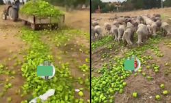 Ticaret Bakanlığı’ndan "biberlerin hayvanlara verildiği görüntüler" açıklaması