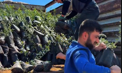 Üreticilere 4 bin zeytin fidanı dağıtıldı