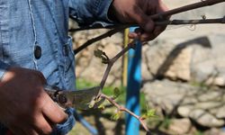 Üzüm bağı budaması başladı: Uzmanından verim uyarısı