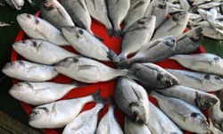 Van Gölü’nde inci kefali için av yasağı başladı