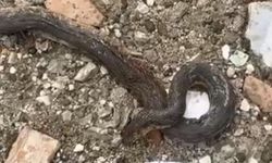 Diyarbakır'da yılanlar kış uykusundan uyandı