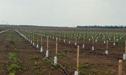 Ceylanpınar'daki dev zeytin plantasyonunda dikimler tamamlandı