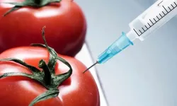 GDO denetiminde yeni dönem başladı