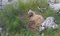Adıyaman’da nesli tükenmekte olan sırtlan görüldü