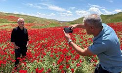 Gelinciklerle kırmızıya bürünen nohut tarlası hayran bıraktı