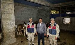 Kilis'te kaybolan 13 büyükbaş hayvan jandarma tarafından bulundu