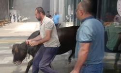 Nizip'te kaçan kurbanlık dana soluğu acil serviste aldı