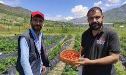 Organik Sason çileğinde yılın ilk hasadı başladı