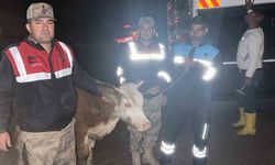 Siverek'te çalınan büyükbaş hayvan sahibine teslim edildi
