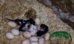 Tavuk ile kedi arasında 'Annelik krizi' kamerada