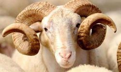 Battalgazi'de kurban kesim yerleri belirlendi