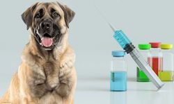 Diyarbakır'da bir çocuğa saldıran köpekte kuduz çıktı