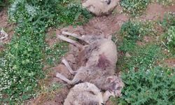 Diyarbakır'da başıboş köpekler ağıla girdi: 4 hayvan telef oldu