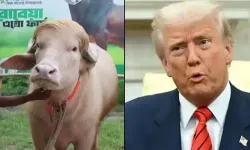 "Donald Trump" adı verilen manda viral oldu!