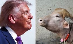 "Donald Trump"a benzetilen manda kurban olmaktan kurtuldu